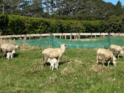 Our spring lambs, born in the last two weeks